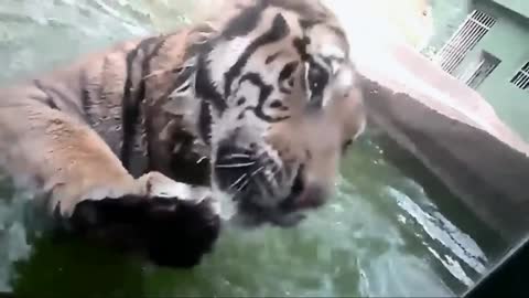 tigre casi agarra ala niña