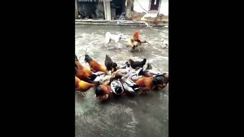 Chicken VS Dog Fight | Chicken VS Dog Fight