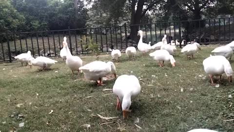 White Ducks Sound Effect | White Ducks Quacks | Kingdom Of Awais