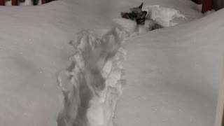 Short Dog Struggles in Deep Snow