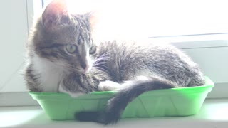 Baby Cat Loves Sleeping in His Tray