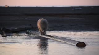 Bear Walks on Log in Alaska