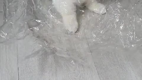 CAT LIKES IN PLASTIC BAG