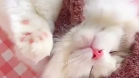 Cute and Very Cute Cat Video