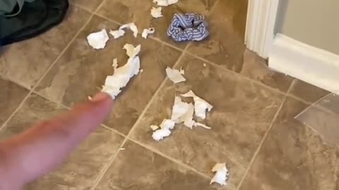 Guilty Husky Tries To Blame Other Dog! #shorts good dog