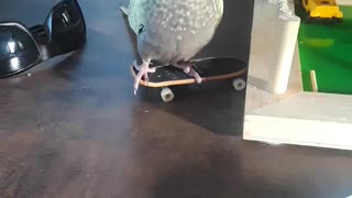 Reggie's Skateboard Photoshoot