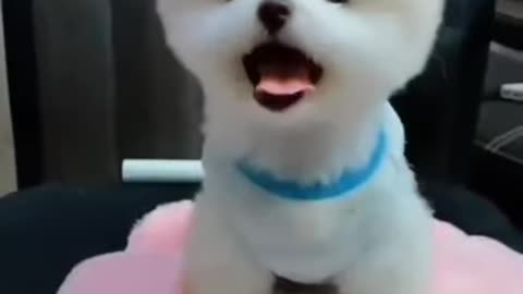 Cute Puppy Throws An Adorable Temper Tantrum
