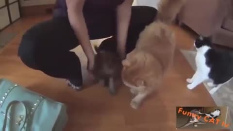 Cats meet Dogs for first time
