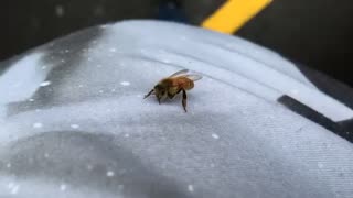 Bee in the car
