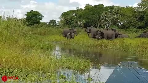 Amazing Elephant Save Baby Elephant From Crocodile Hunting | Animals Hunting