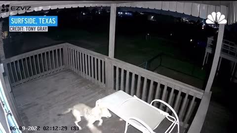 A camera, Texas, shows a cat narrowly escaping a coyote attach on the porch of a beach house.