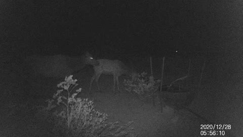 Cow elk and calf on East Rim Ranch