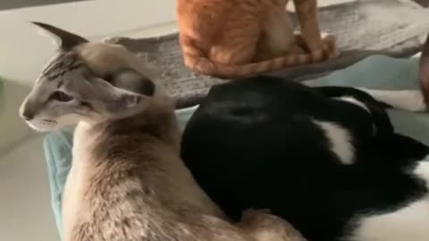 Yawning Cat When Connected to How Sleepy They're Feeling