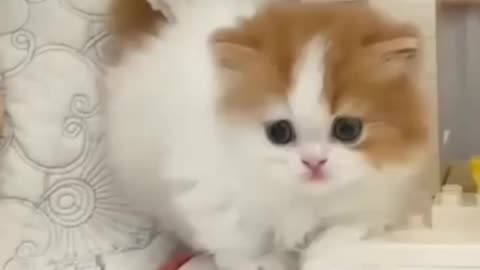 funny little baby cat / beautiful baby cat video