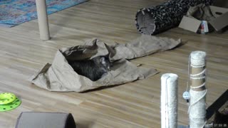 Frankie playing in brown packing paper