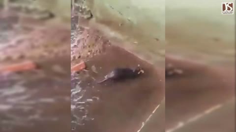 Mother love (Rat saves 5 babies from heavy rain flood)