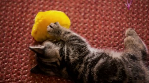 Baby cat play with plush yellow duck toy