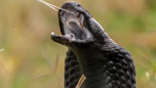 How Dangerous Is a The Popular King Cobra!