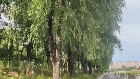 Roadside trees