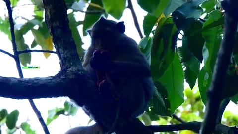 32.BEAUTIFUL LIFE OF BABY MONKEY...BY 8-41MN, YOU WILL SEE