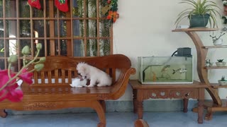 Puppy and Bunny Play Together