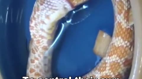 Why Do Snake Eat Themselves