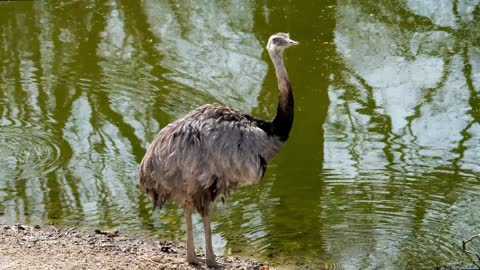 Bird Nandu Feathers Flightless Pond Water Animal