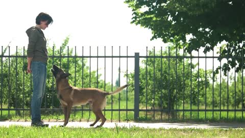 Basic Dog Training Top 10 Commands