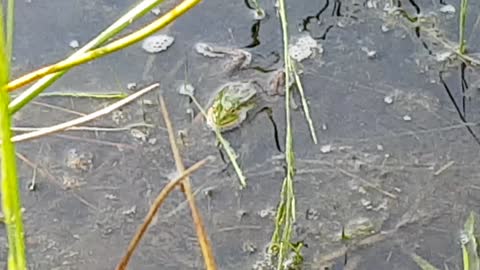 Pond Full of Frogs Chirping Loudly