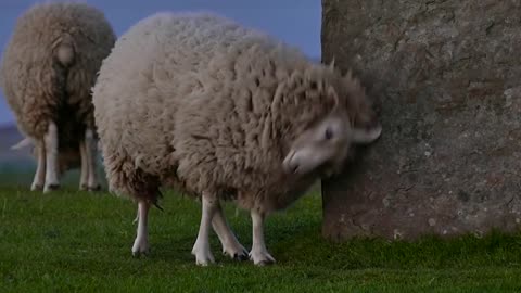 Sheep - Behavior of animals