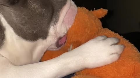 French Bulldog Avery chewing her bone while Oliver (3 yo) tries to suckle his favorite fox