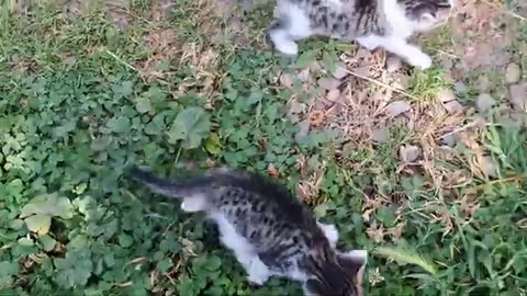 Little kitten eats food. Cute kittens are meowing