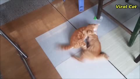 Two Cats Fighting!