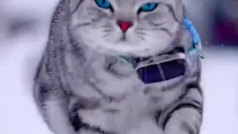 cute cat walking on snow