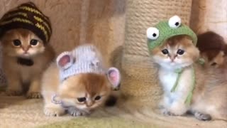Cute Kitten Party