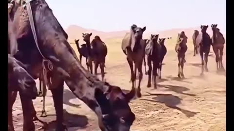 Camels Drinking - By q.a182 (tt)