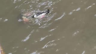 Diving Ducks #oregoncoast #ducks #cool #cute #divingducks #wildlife #animals