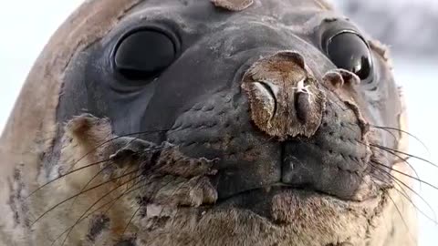 Southern elephant seal