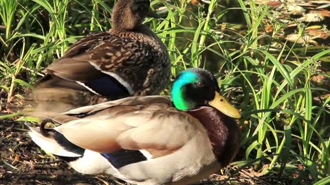 Ducks by lake video stock footage