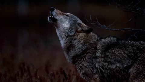 WOLF : "The Enigmatic Life of Wolves"
