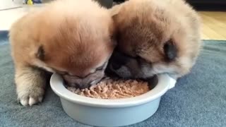 Shiba Inu puppies preciously enjoy first meal