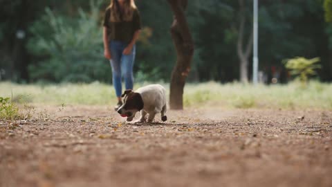 Young woman playing with dog jack russel terrier in park during beautiful sunset