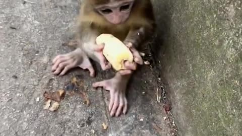 Very hungry baby monkey