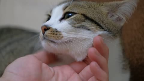 Petting a cute cat, close up