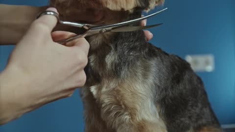 Grooming a Dog-2