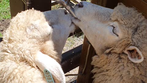 Sheep drinking mukbang