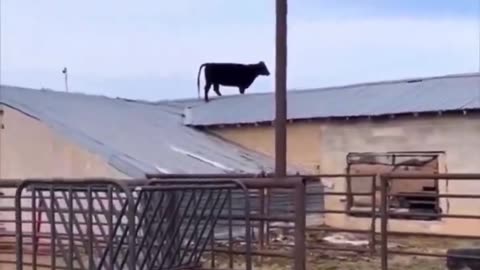 Secret Service Director: “The roof slope was unsafe.” An actual cow 🐄