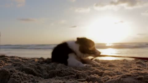 Cute dog in the sea video