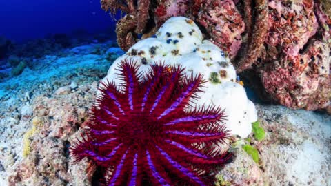 Crown of Thorns Starfish.