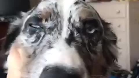 Grey dog licking owner on face